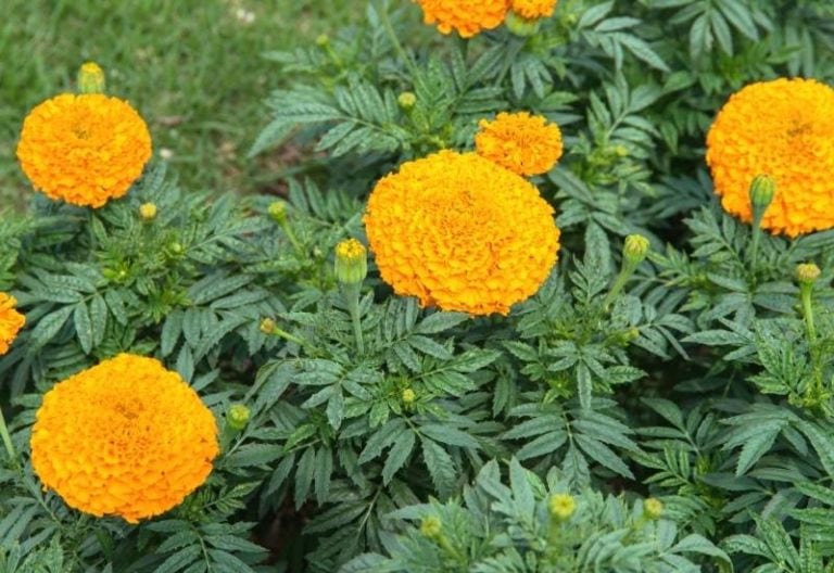 Do Deer Eat Marigolds And How To Use Marigolds To Deter Them