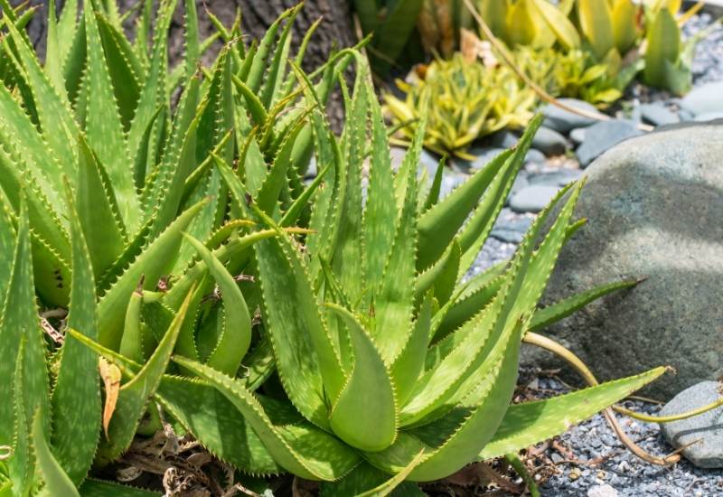 Aloe (Aaloe spp.)
