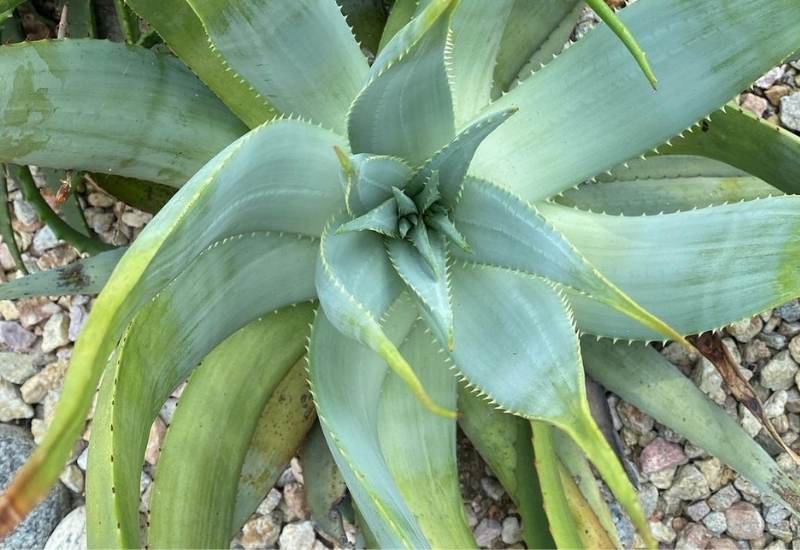 Aloe Hereroensis