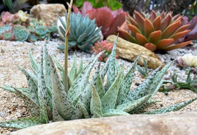15 Attractive Aloe Plant Types And How To Grow Them 25
