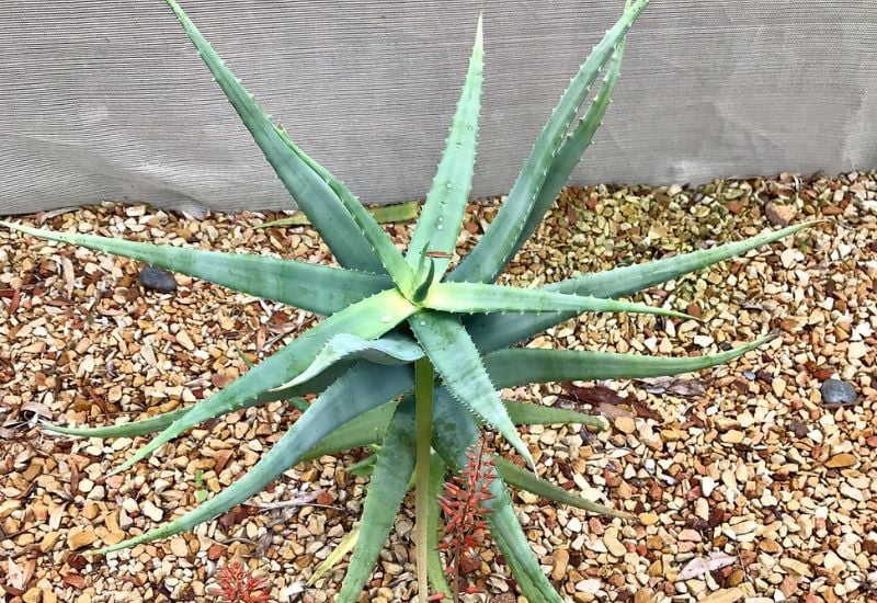 Aloe flexilifolia