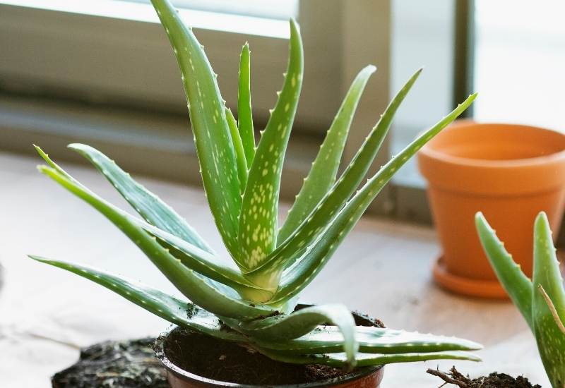 15 Attractive Aloe Plant Types And How To Grow Them 1