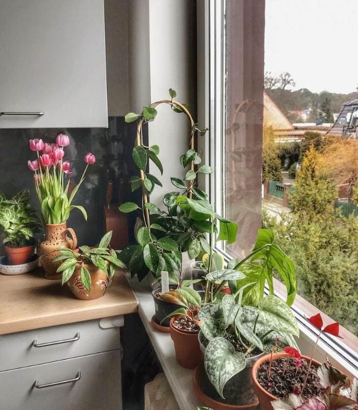 13 Gorgeous Indoor Plants That Don’t Need Sunlight To Grow 3