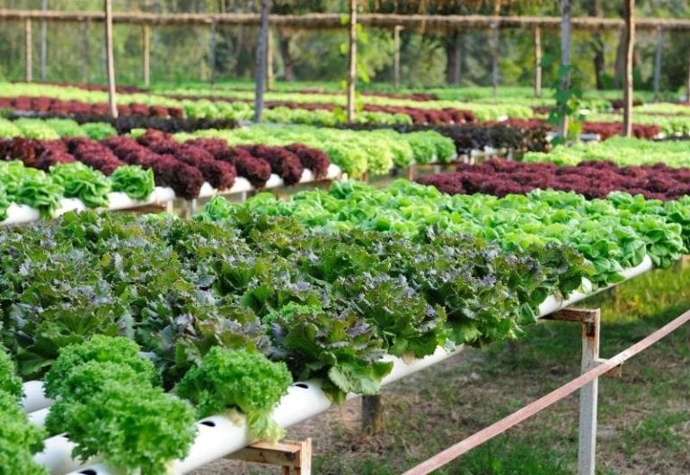 BEST VEGETABLES for HYDROPONICS