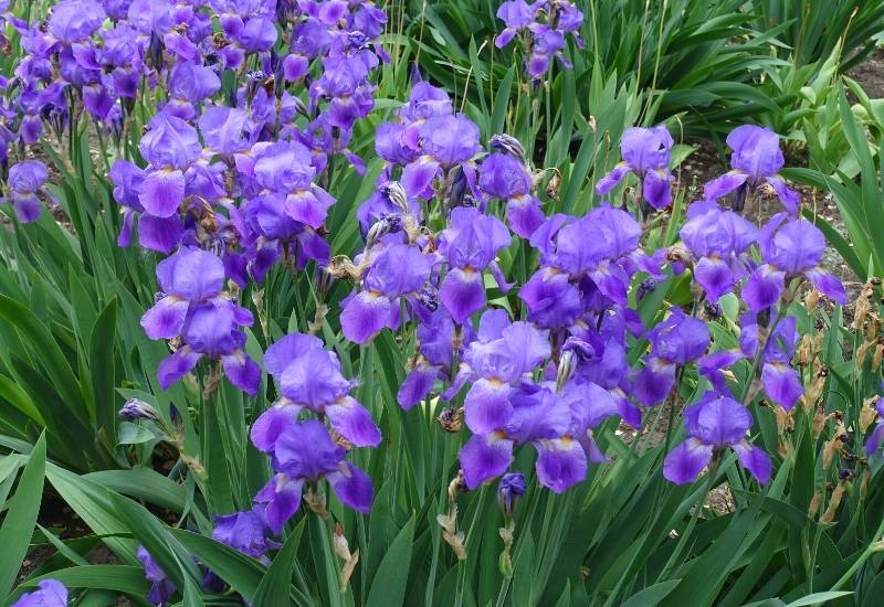 Bearded Iris (Iris germanica) (2)