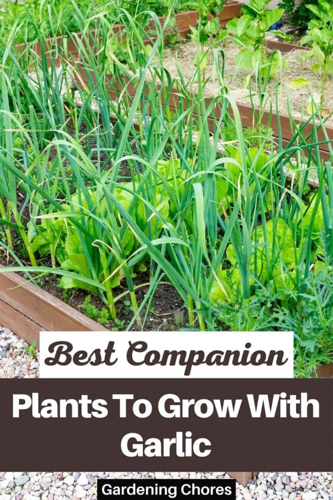 Best Companion Plants To Grow With Garlic