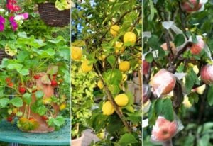 Best Fruits And Berries For Containers