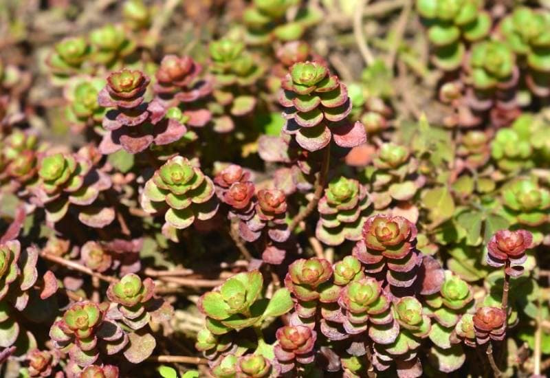 6: Broadleaf Stonecrop (Sedum Spathulifolium ‘Purpureum’)