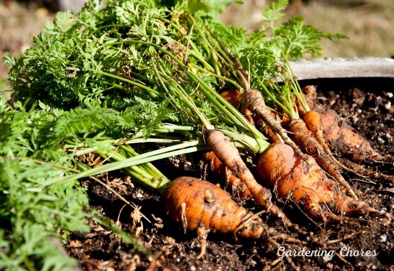 How To grow Carrots In Containers: Complete Growing Guide 2