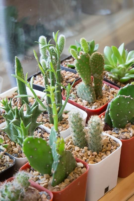 Cactus On sunny window