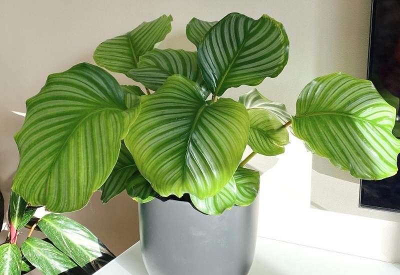 Calathea Orbifolia Care Tips To Help Your Plant Thrive In Your House