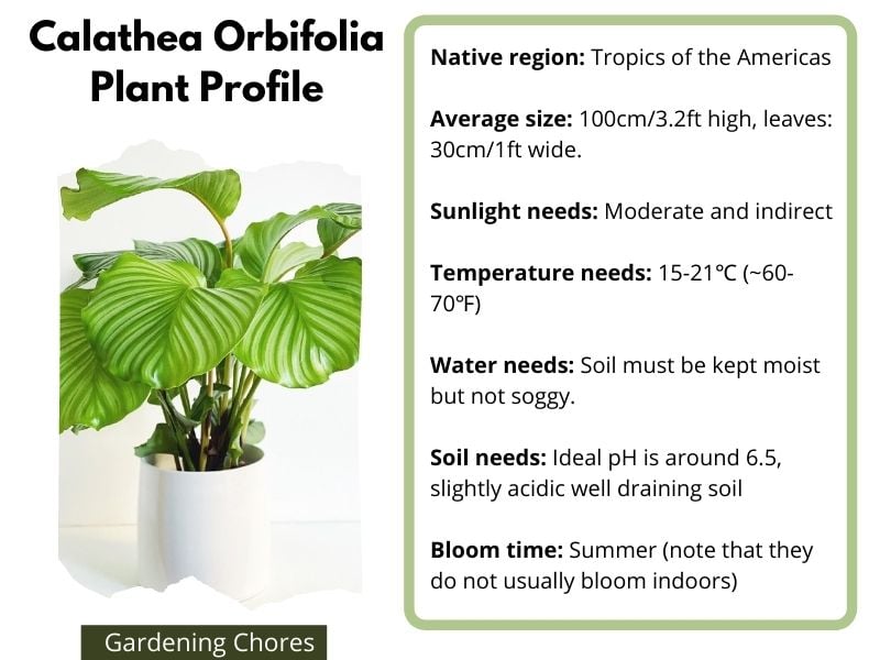 Calathea Orbifolia Plant Overview