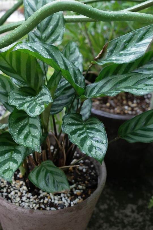 13 Gorgeous Indoor Plants That Don’t Need Sunlight To Grow 14 Calatheas