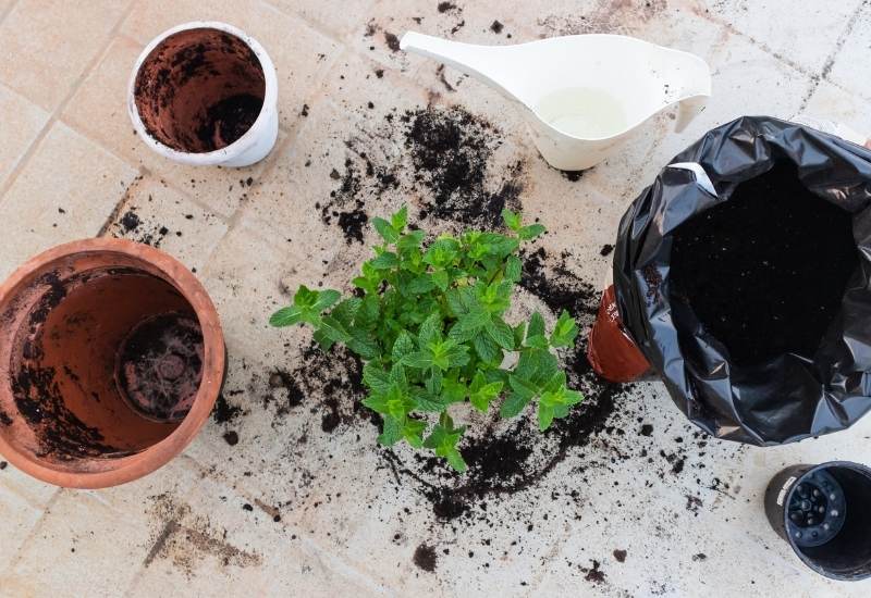 Caring For Mint Plants Indoors