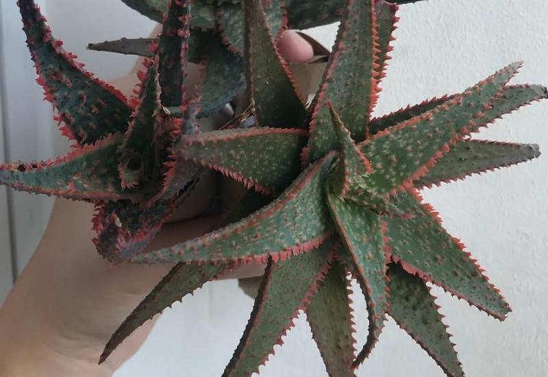 15 Attractive Aloe Plant Types And How To Grow Them 5