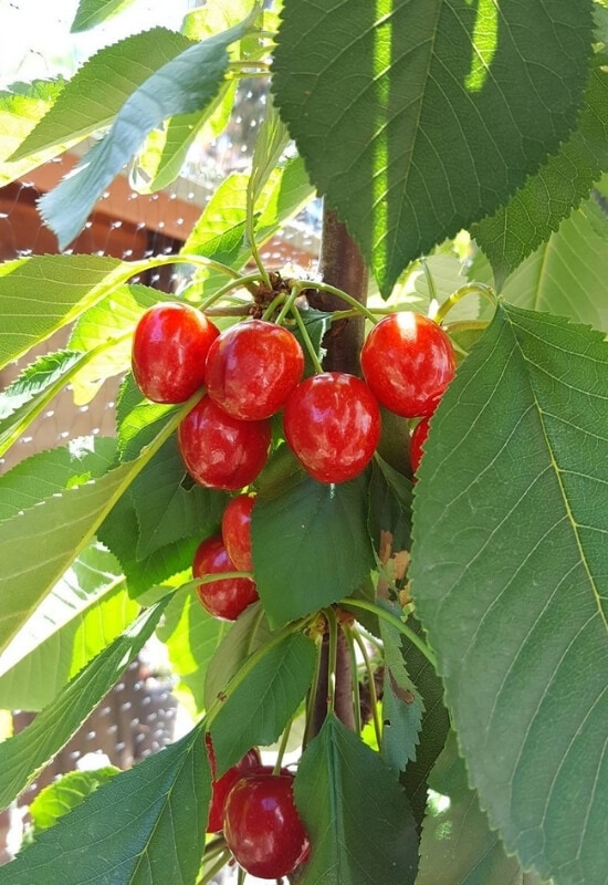 Cherries (sweet and sour) 