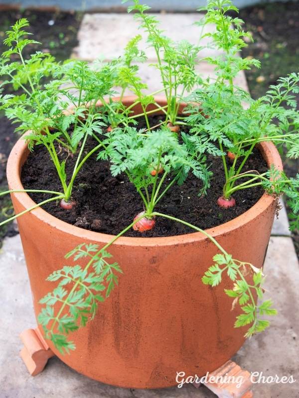 How To grow Carrots In Containers: Complete Growing Guide 1