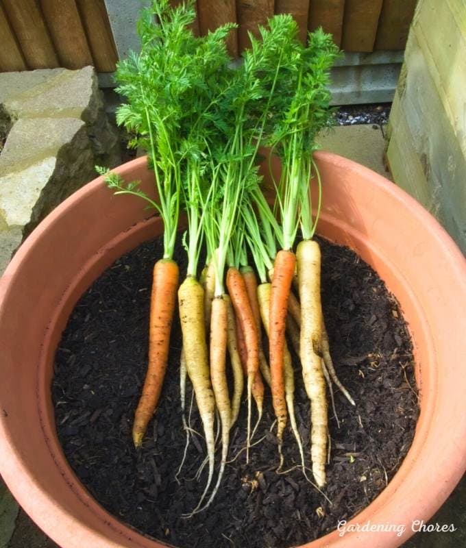 Choose Smaller Carrot Varieties For Container Growing
