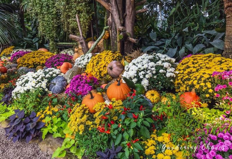 Chrysanthemums plant overview