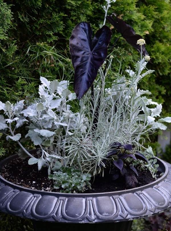 Colocasia Esculenta ‘Black Coral’