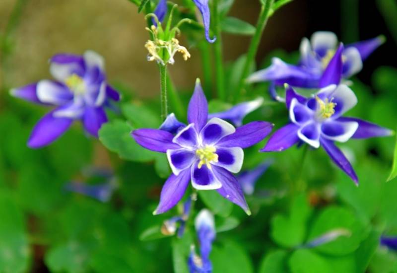 Columbine (Aquilegia vulgaris) (2)