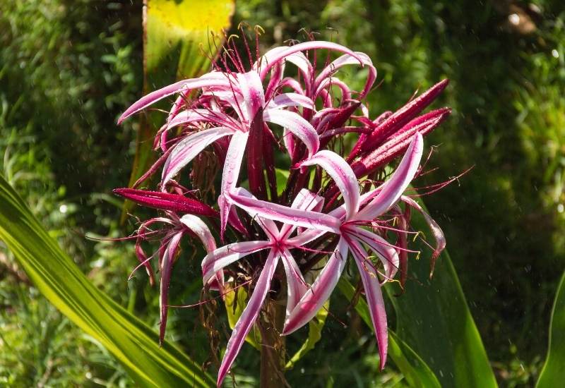 15 Heat-Tolerant Container Garden Plants That Will Thrive in Sunny Areas 2