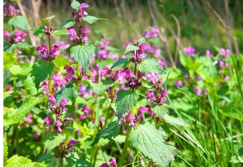 Dead Nettle (Lamium spp.)