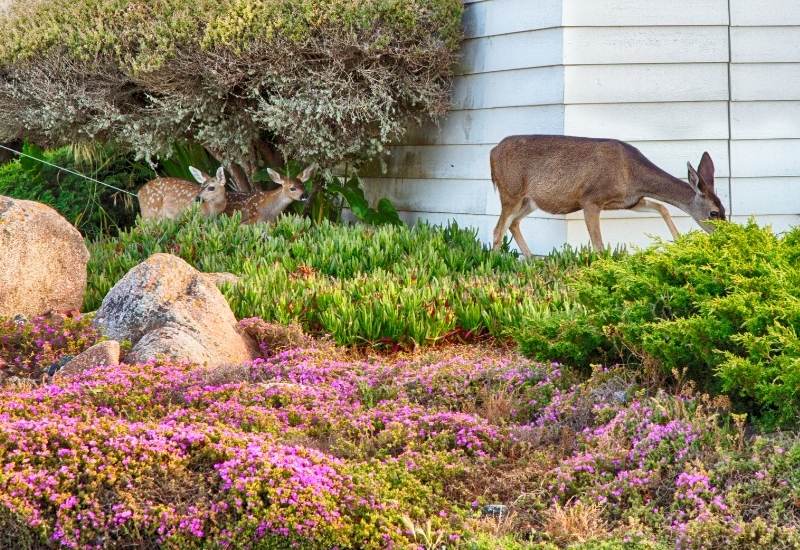 20 Best Deer-Resistant Perennial Plants And Flowers For Your Garden