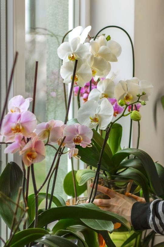 How Much Sunlight Do Orchids need To Thrive And Bloom? 2