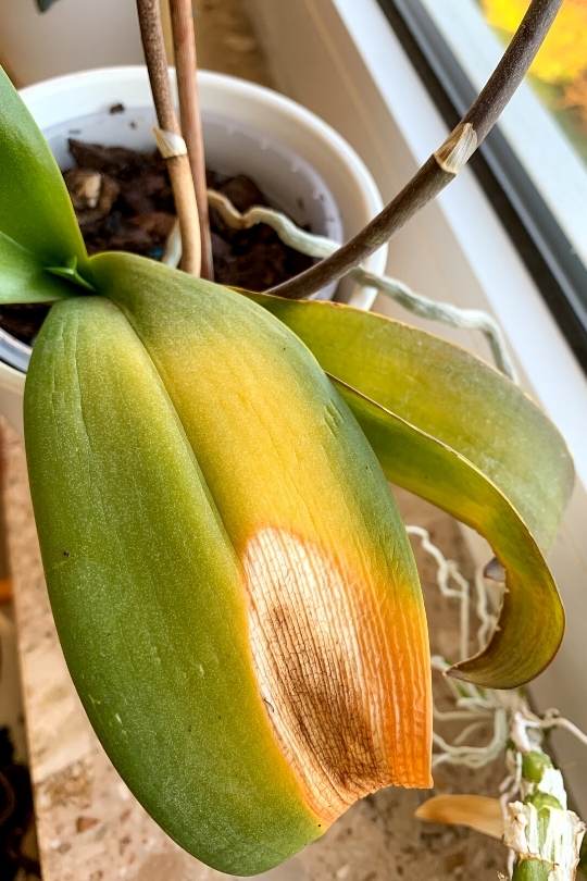 How Much Sunlight Do Orchids need To Thrive And Bloom? 5