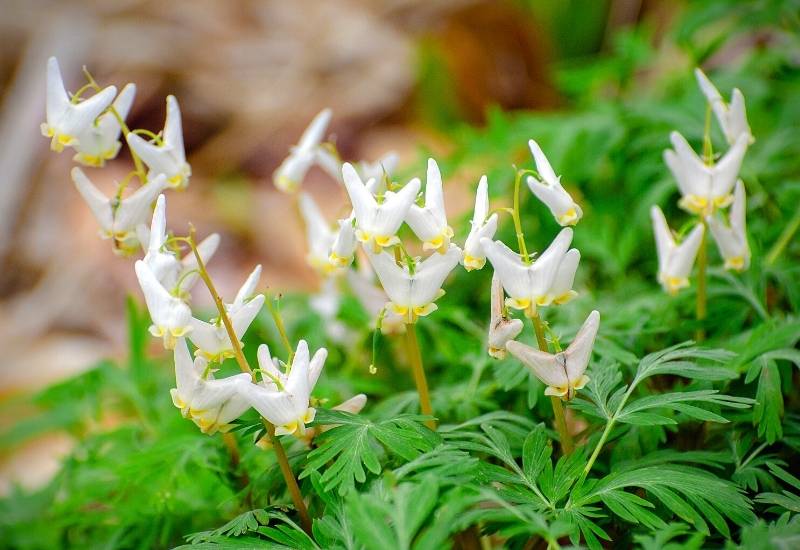 Dutchman’s Breeches (Decentra cucullaria)