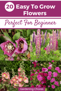 20 Super Easy To Grow Flowers For First-Time Gardeners - Gardening Chores