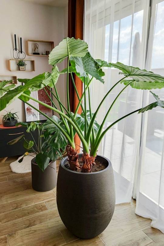 13 Gorgeous Indoor Plants That Don’t Need Sunlight To Grow 17 Elephant ears