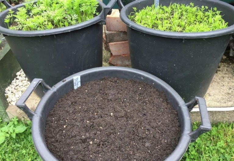 How To Grow Carrots In Containers Complete Growing Guide