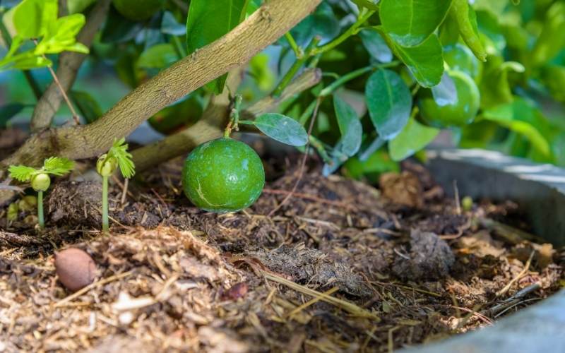 Fertilize Your Potted Fruit Trees With Compost