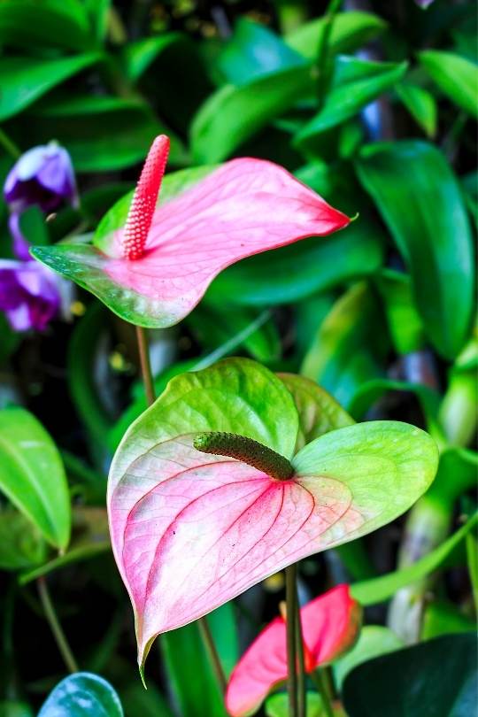 13 Gorgeous Indoor Plants That Don’t Need Sunlight To Grow 15 Flamingo Flower