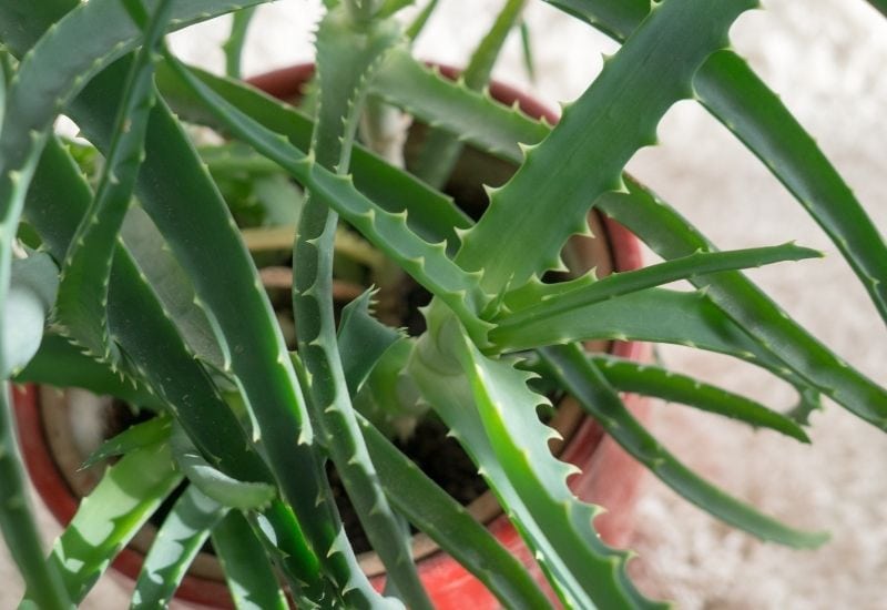 15 Attractive Aloe Plant Types And How To Grow Them 4