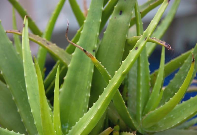15 Attractive Aloe Plant Types And How To Grow Them 31