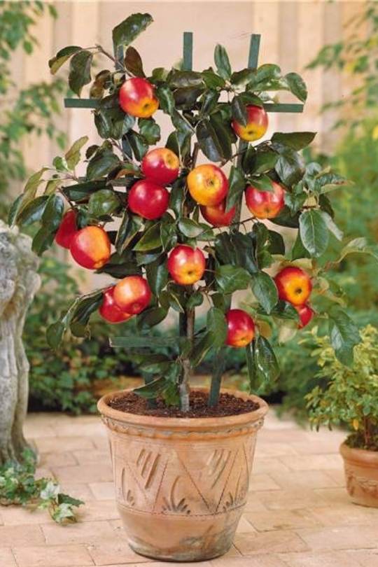 Growing Apples in containers