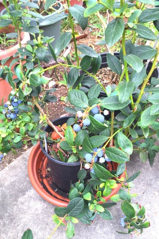 10 Best Fruits And Berries For Containers And 5 Tips For Growing Them In Pots 3