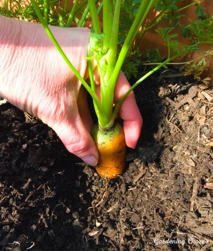 How To grow Carrots In Containers: Complete Growing Guide 3