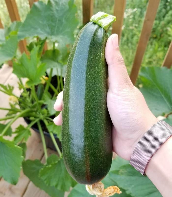 10 Tips On Planting And Growing Zucchini In Containers Or Pots 1