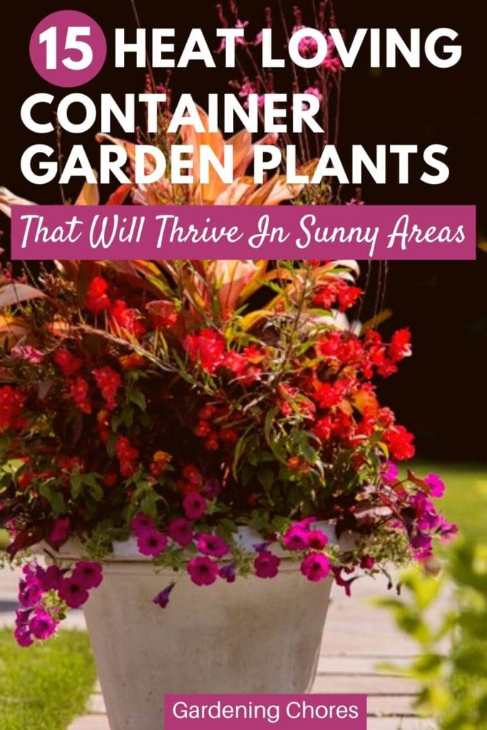 Heat-Tolerant-Container-Garden-Plants-That-Will-Thrive-In-Sunny-Areas