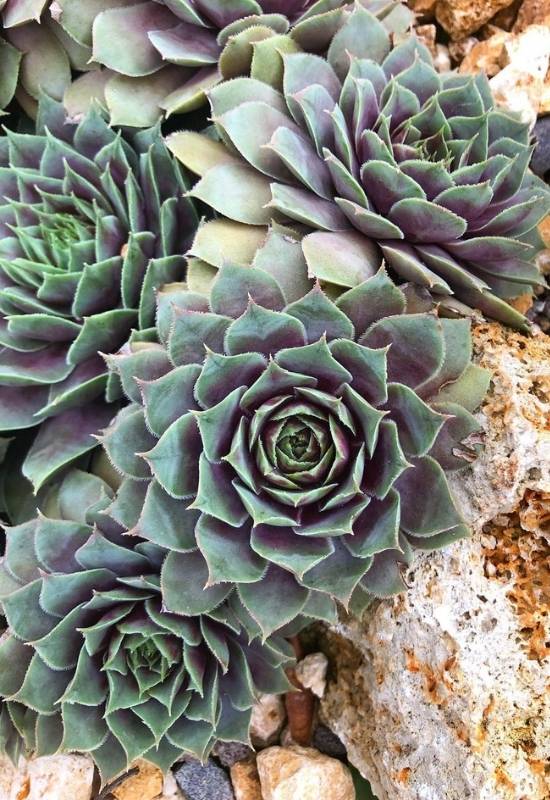 Hens and Chicks ‘Pacific Blue Ice’ (Sempervivum ‘Pacific Blue Ice’)