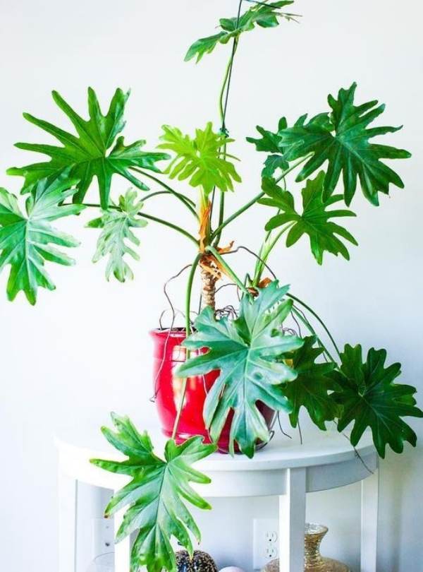 15 Gorgeous Tropical Plants That Thrive Indoors 1