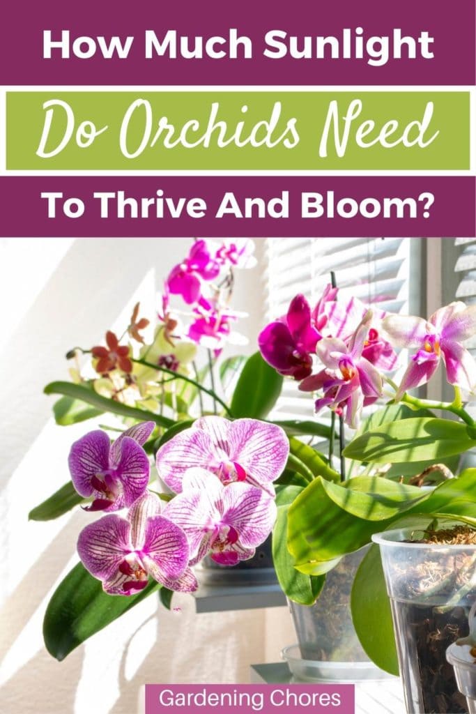 How Much Sunlight Do Actually Orchids Need To Thrive And Bloom?