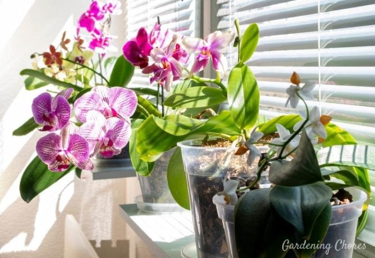How Much Sunlight Do Orchids need To Thrive And Bloom?