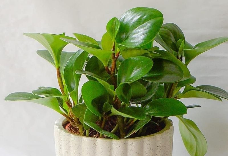 How To Care For The Baby Rubber Plant (Peperomia Obtusifolia)