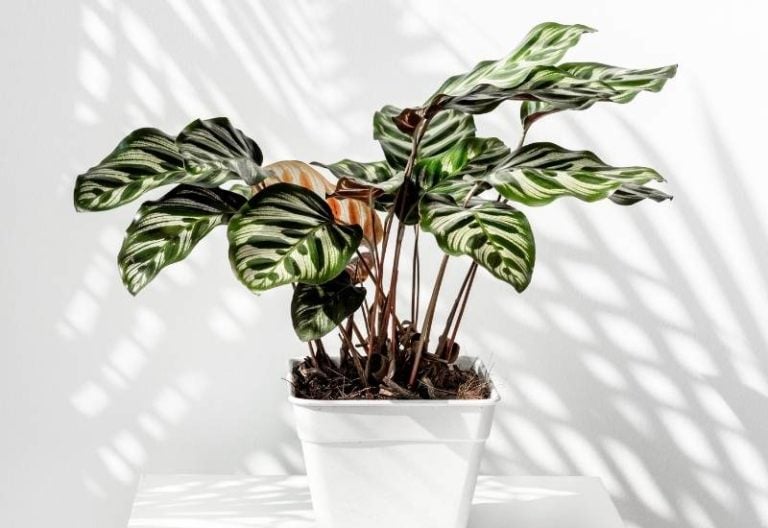 How To Care For The Peacock Plant (Calathea Makoyana)