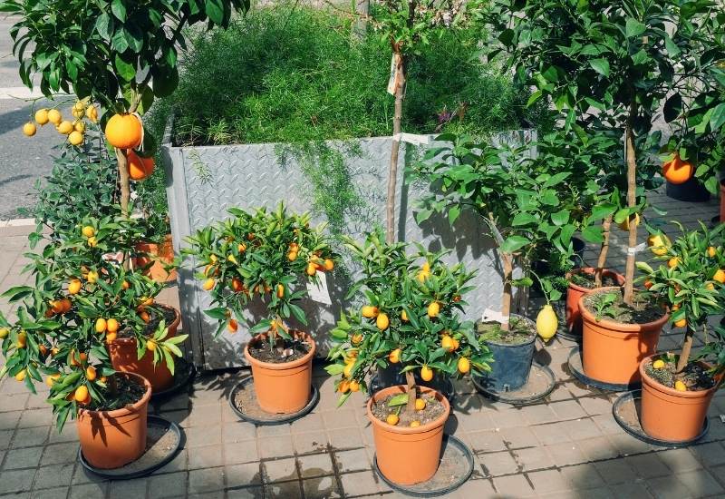 How To Grow And Care For A Potted Lemon Tree